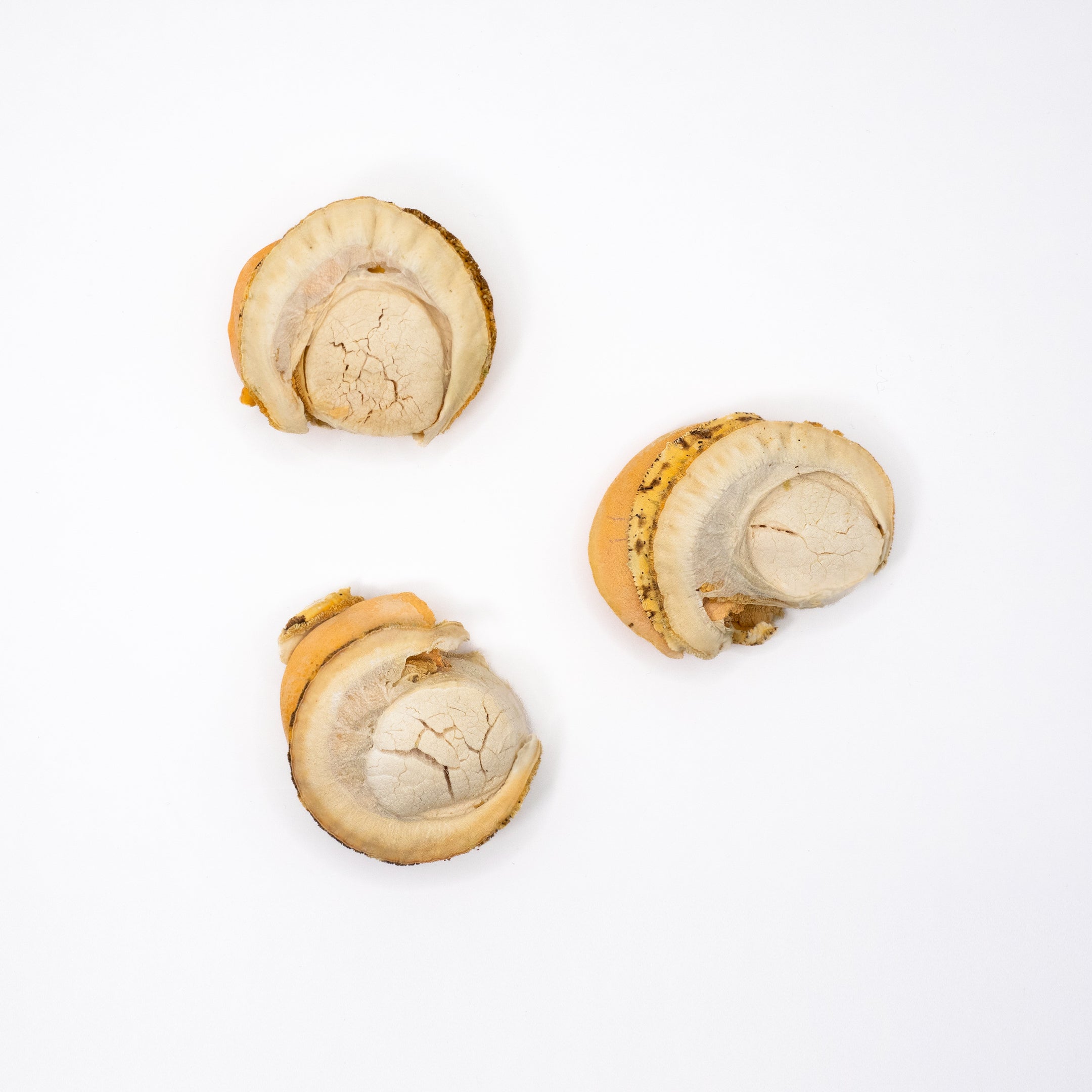 Whole Hokkaido Scallop 30g