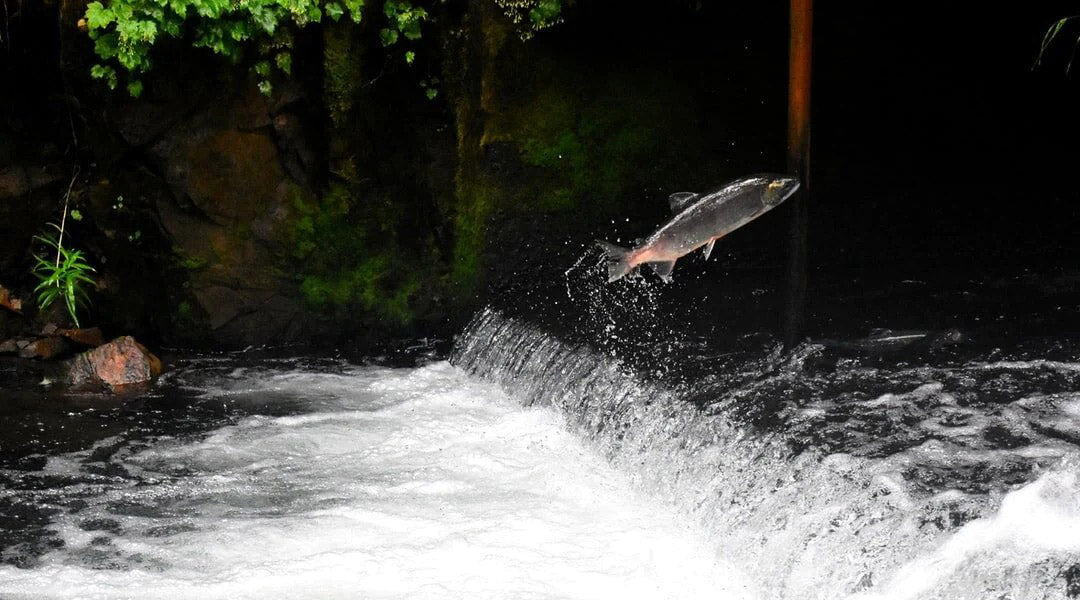 Jumping Salmon