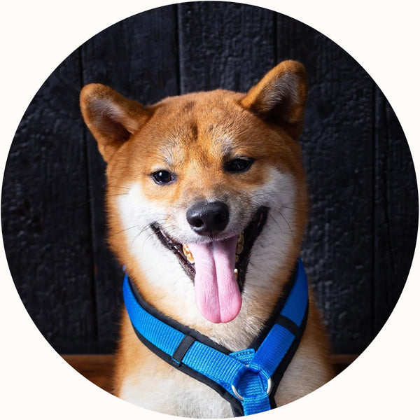 Buddy the dog