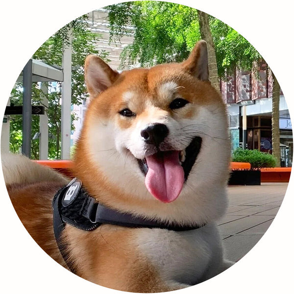 Taki the Shiba Inu